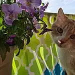 Cat, Flower, Plant, Eyes