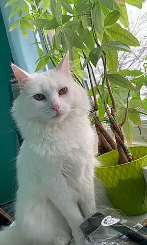 Turkish Angora Cat Mellow
