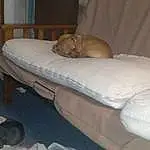Dog, Comfort, Dog breed, Felidae, Carnivore, Wood, Companion dog, Fawn, Small To Medium-sized Cats, Hardwood, Table, Linens, Room, Bed, Bedding, Tail, Mattress, Bedroom