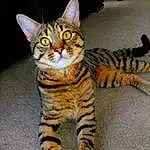 Head, Cat, Felidae, Carnivore, Small To Medium-sized Cats, Whiskers, Fawn, Terrestrial Animal, Snout, Tail, Furry friends, Paw, Domestic Short-haired Cat, Foot, Toe, Claw, Sitting