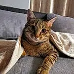 Cat, Comfort, Carnivore, Felidae, Whiskers, Fawn, Small To Medium-sized Cats, Snout, Tree, Terrestrial Animal, Domestic Short-haired Cat, Furry friends, Tail, Cat Supply, Couch, Sitting, Linens, Claw, Paw