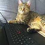 Cat, Eyes, Laptop, Carnivore, Computer, Felidae, Space Bar, Output Device, Small To Medium-sized Cats, Whiskers, Personal Computer, Comfort, Input Device, Lap, Snout, Office Equipment, Paw, Domestic Short-haired Cat, Computer Hardware, Furry friends