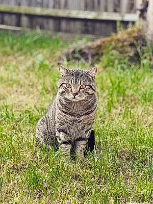 Name British Shorthair Cat Bobby