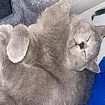 Cat, Comfort, Carnivore, Window, Grey, Felidae, Fawn, Whiskers, Snout, Small To Medium-sized Cats, Tail, Furry friends, Domestic Short-haired Cat, Cat Bed, Working Animal, Terrestrial Animal, Paw, Wrinkle, Cat Supply, Claw
