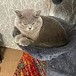 Cat, Carnivore, Felidae, Window, Comfort, Grey, Whiskers, Small To Medium-sized Cats, Snout, Tail, Art, Furry friends, Domestic Short-haired Cat, Russian blue, Terrestrial Animal, Pattern, Paw, Sitting, Carpet