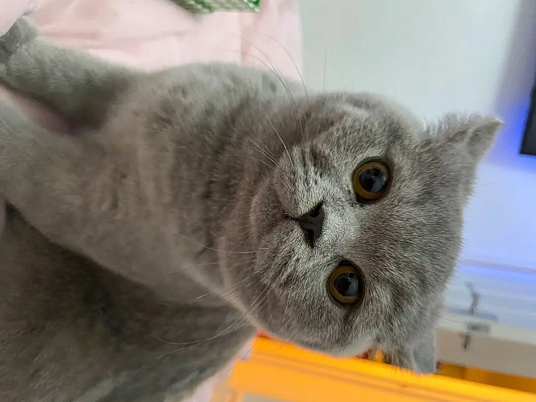 Cat, Felidae, Carnivore, Small To Medium-sized Cats, Whiskers, Grey, Fawn, Snout, Russian blue, Furry friends, Domestic Short-haired Cat, Wood, Terrestrial Animal