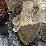 Head, Eyes, Ear, Felidae, Grey, Whiskers, Small To Medium-sized Cats, Snout, Window, Wool, Wood, Hat, Toy, Stuffed Toy, Furry friends, Linens, Cap, Plush, Comfort, Woven Fabric