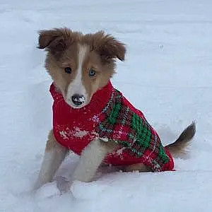 Winter Shetland Sheepdog Dog Bella