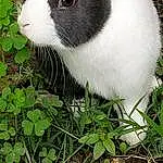 Pet rabbit, Fauna, Whiskers, Grass, Rabbit, Rabbit and Hares