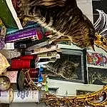 Photograph, Cat, Textile, Felidae, Shelf, Publication, Carnivore, Shelving, Whiskers, Small To Medium-sized Cats, Picture Frame, Souvenir, Art, Domestic Short-haired Cat, Furry friends, Fashion Accessory, Room, Tail, Collection