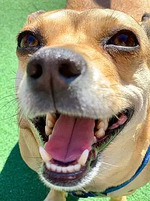 Name Chihuahua Dog Gabbie