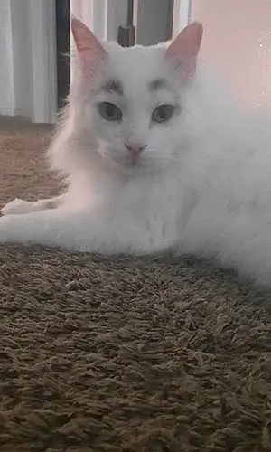 Name Snowshoe Cat Ghost
