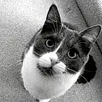 Cat, White, Black and white, Whiskers, Nose, Black & White, Monochrome