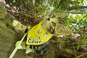 Forest Tabby Cat Eevee