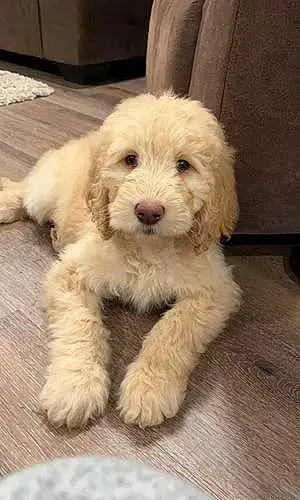 Name Goldendoodle Dog Avery
