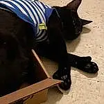 Shoe, Cat, Felidae, Carnivore, Small To Medium-sized Cats, Dog breed, Thigh, Human Leg, Personal Protective Equipment, Tail, Street Fashion, Whiskers, Knee, Electric Blue, Hat, Foot, Fashion Accessory, Domestic Short-haired Cat, Furry friends