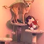 Dog, Carnivore, Table, Wood, Dog breed, Fawn, Working Animal, Companion dog, Shelving, Art, Shelf, Chihuahua, Toy, Tail, Chair, Dog Supply, Room, Toy Dog, Still Life Photography, Teddy Bear