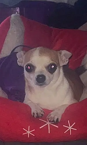 Name Chihuahua Dog Booboo