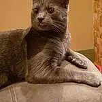 Cat, Whiskers, Russian blue, Chartreux, Korat, Burmese, Tonkinese, European Shorthair, Domestic short-haired cat, Nebelung