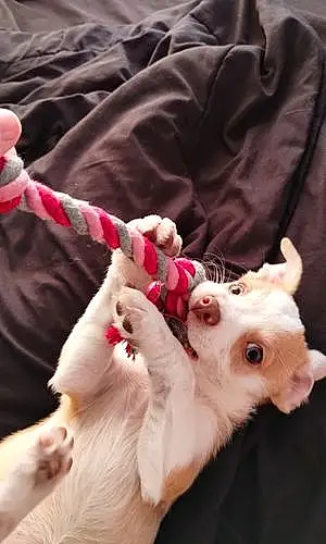 Name Chihuahua Dog Bristol