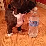 Dog, Bottle, Liquid, Drinking Water, Water Bottle, Dog breed, Fluid, Carnivore, Wood, Plastic Bottle, Table, Bottle Cap, Hardwood, Liver, Mineral Water, Wood Stain, Door, Companion dog