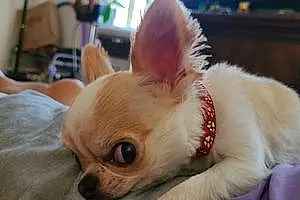 Name Chihuahua Dog Apple