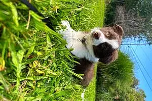 Border Collie Dog Remy