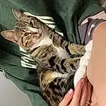 Cat, Comfort, Felidae, Carnivore, Gesture, Whiskers, Small To Medium-sized Cats, Nail, Terrestrial Animal, Thigh, Human Leg, Domestic Short-haired Cat, Thumb, Furry friends, Foot, Paw, Claw, Wrist