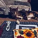 Cat, Flower, Comfort, Felidae, Textile, Carnivore, Couch, Grey, Petal, Tablecloth, Small To Medium-sized Cats, Rectangle, Tableware, Wood, Linens, Room, Whiskers, Pattern, Serveware