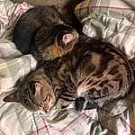 Brown, Cat, Comfort, Felidae, Carnivore, Small To Medium-sized Cats, Whiskers, Snout, Tail, Domestic Short-haired Cat, Furry friends, Terrestrial Animal, Pattern, Paw, Linens, Nap, Claw