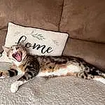 Cat, Comfort, Couch, Felidae, Carnivore, Small To Medium-sized Cats, Whiskers, Grey, Snout, Pillow, Tail, Furry friends, Paw, Linens, Domestic Short-haired Cat, Throw Pillow, Bedding, Terrestrial Animal, Nap, Claw