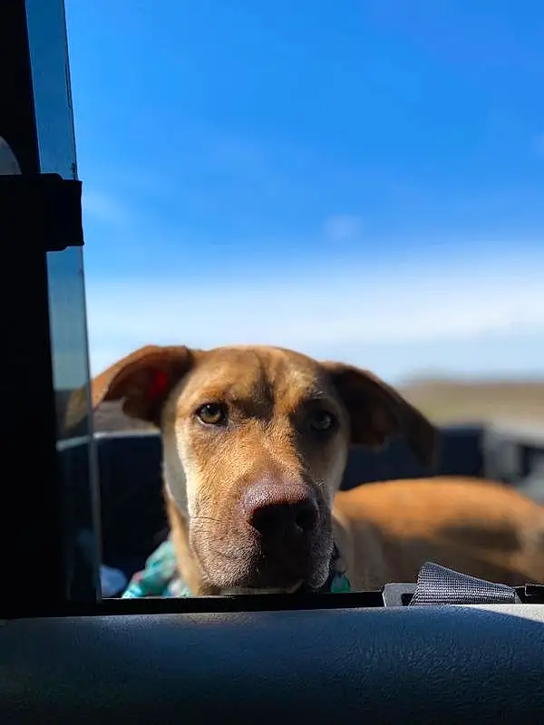 Sky, Dog, Cloud, Dog breed, Carnivore, Companion dog, Fawn, Building, Snout, Whiskers, Canidae, Pet Supply, Working Animal, Windshield, Travel, Window, Ocean, Glass, Gadget