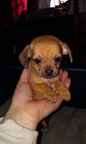 Chihuahua Dog Pepe