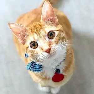 Name Cat Cheerio