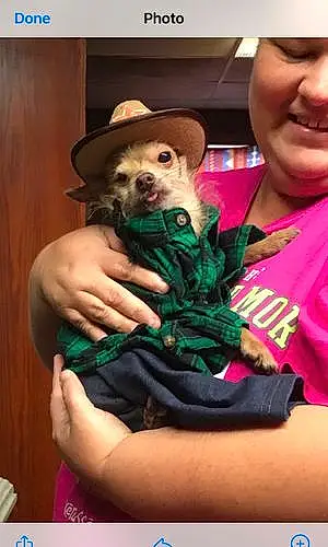 Name Chihuahua Dog Cody