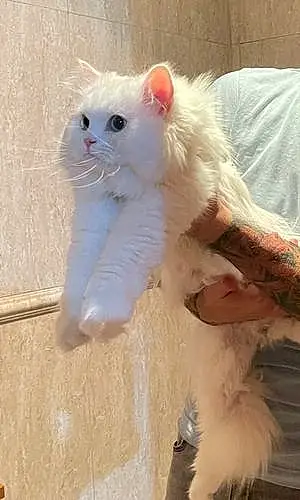Persian Cat Pamela