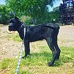 Dog, Dog breed, Carnivore, Working Animal, Collar, Tree, Plant, Fawn, Dog Supply, Terrestrial Animal, Grass, Snout, Pet Supply, Tail, Sky, Dog Collar, Companion dog, Canidae, Grassland