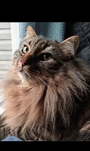 Maine Coon Cat Chester