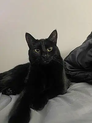 Black cats Bombay Cat Nomi
