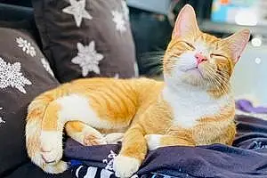 Name British Shorthair Cat Cedric