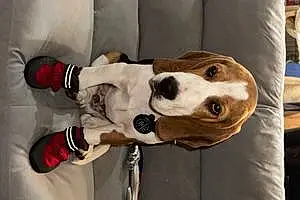 Name Beagle Dog Griffin