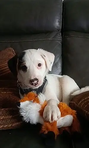 Name Beagle Dog Echo