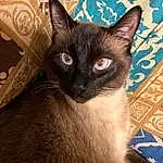 Cat, Siamese, Felidae, Carnivore, Small To Medium-sized Cats, Fawn, Whiskers, Ear, Balinese, Snout, Thai, Furry friends, Comfort, Domestic Short-haired Cat, Paw, Havana Brown, Claw
