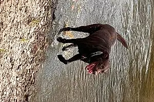 Labrador Retriever Dog Moose