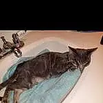Cat, Sink, Plumbing Fixture, Tap, Carnivore, Felidae, Whiskers, Small To Medium-sized Cats, Bathroom, Art, Tail, Domestic Short-haired Cat, Comfort, Plumbing, Furry friends, Paw, Room, Claw, Darkness
