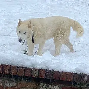 Winter Husky Dog Killua