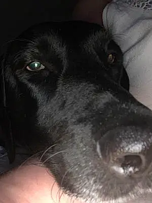 Name Labrador Retriever Dog Bonbon