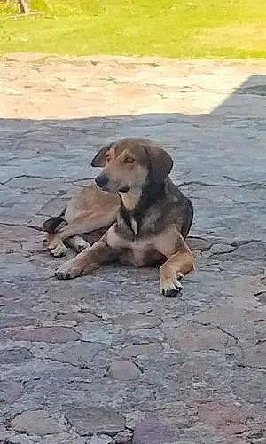 Name Beagle Dog Gordo