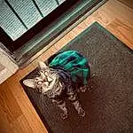 Cat, Wood, Carnivore, Felidae, Comfort, Hardwood, Small To Medium-sized Cats, Tints And Shades, Whiskers, Laminate Flooring, Tail, Electric Blue, Human Leg, Domestic Short-haired Cat, Wood Flooring, Shadow, Room, Furry friends