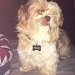 Dog, Dog breed, Shih Tzu, Snout, Lhassa Apso, Puppy, Chinese Imperial Dog, Havanese, Morkie, Companion dog, Furry friends, Toy Dog, Crossbreeds dogs, Maltese, Schnoodle